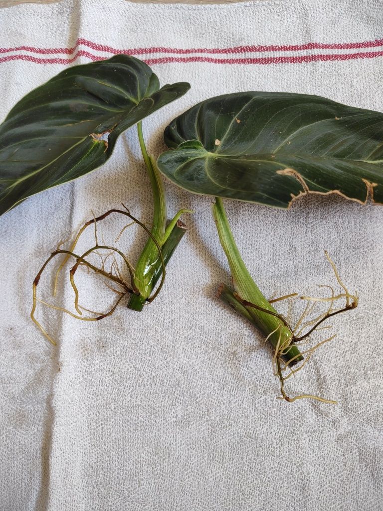filodendron melanochrysum x 3