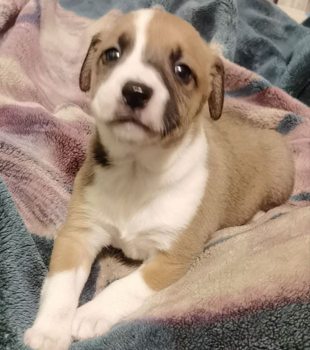 Отдам даром щенков