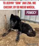 Niewidomy akita - grozi mu POWRÓT DO SCHRONISKA