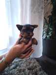 Malutki chłopczyk yorkshire terrier