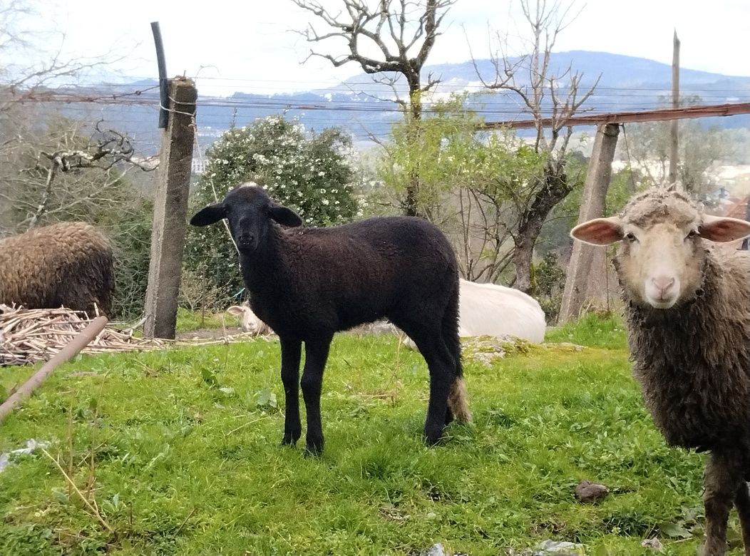 Ovelhas e cabras