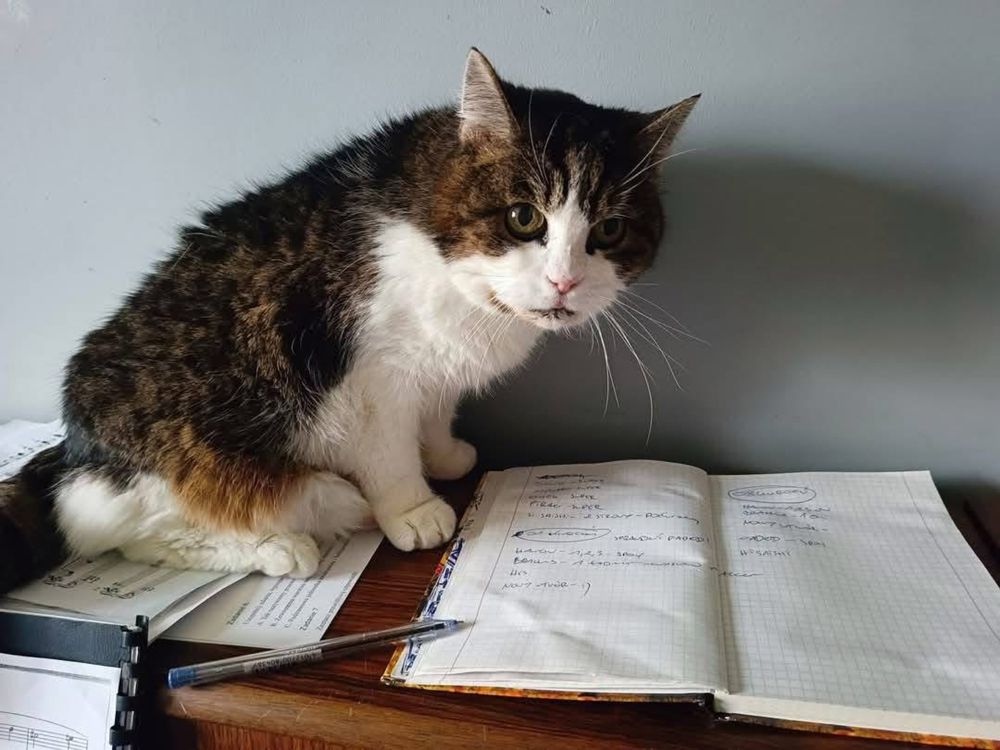 Kotek do adopcji