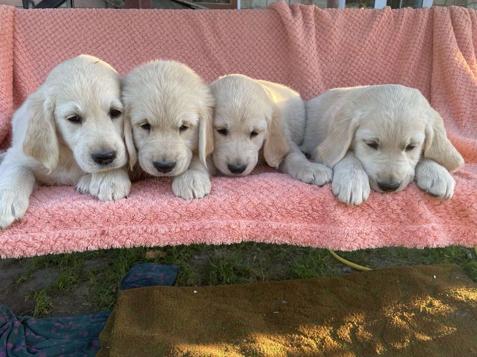 Золотистий ретривер дівчинка (діє скидка)