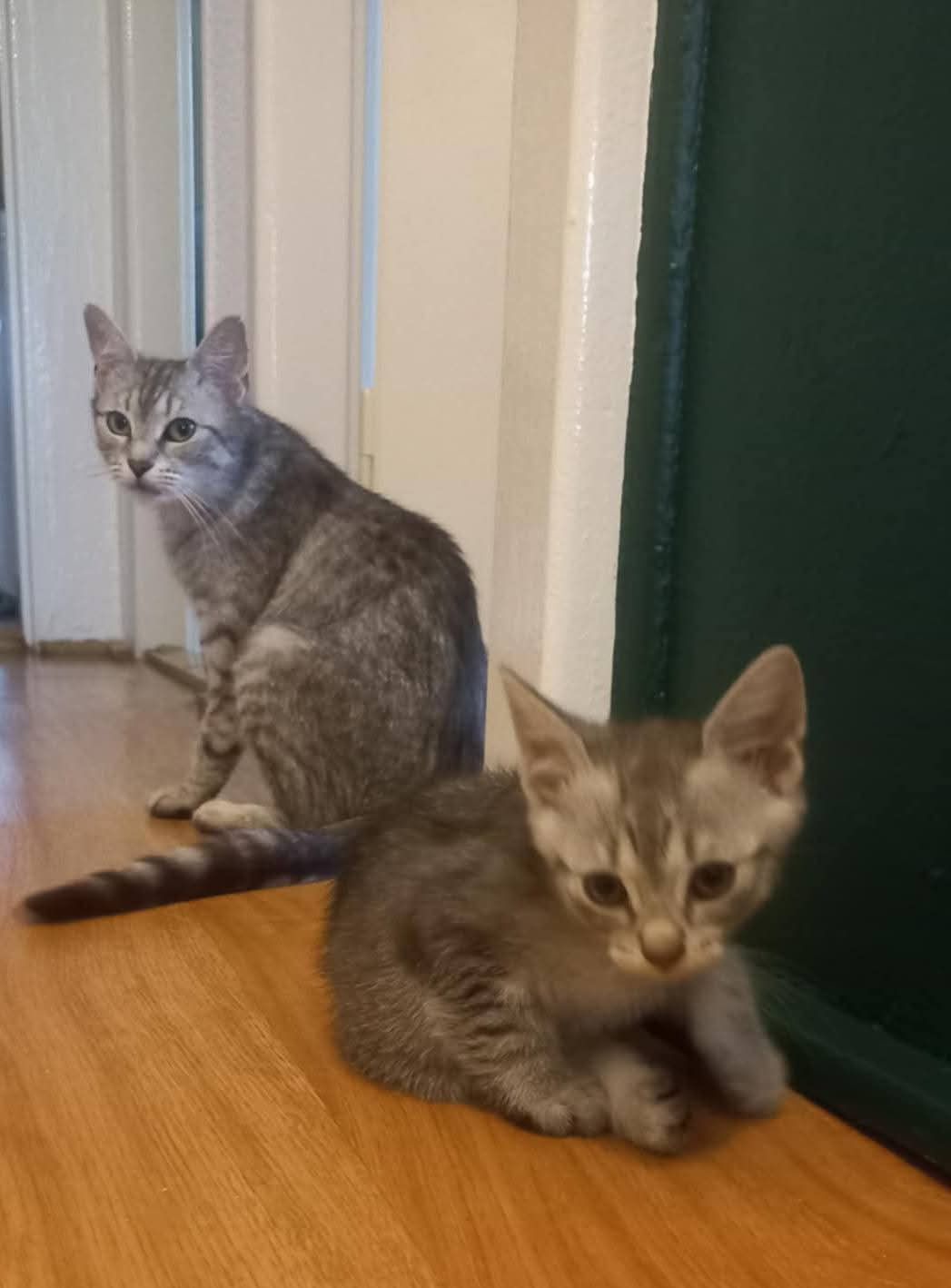 Śliczni bracia polecają się do adopcji!