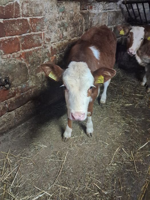 Sprzedam cielisie SM