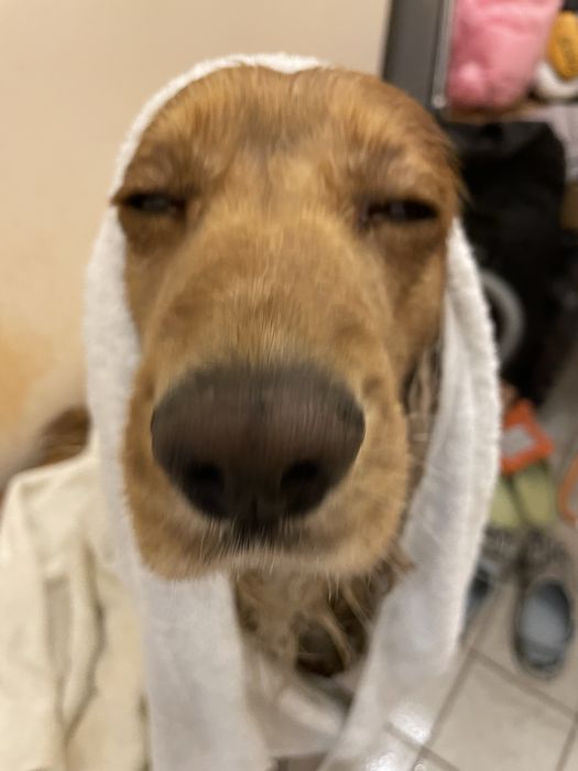 Грумінг салон на лівобережній