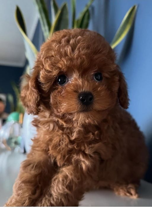 Чудова манюня дівчинка той пудель