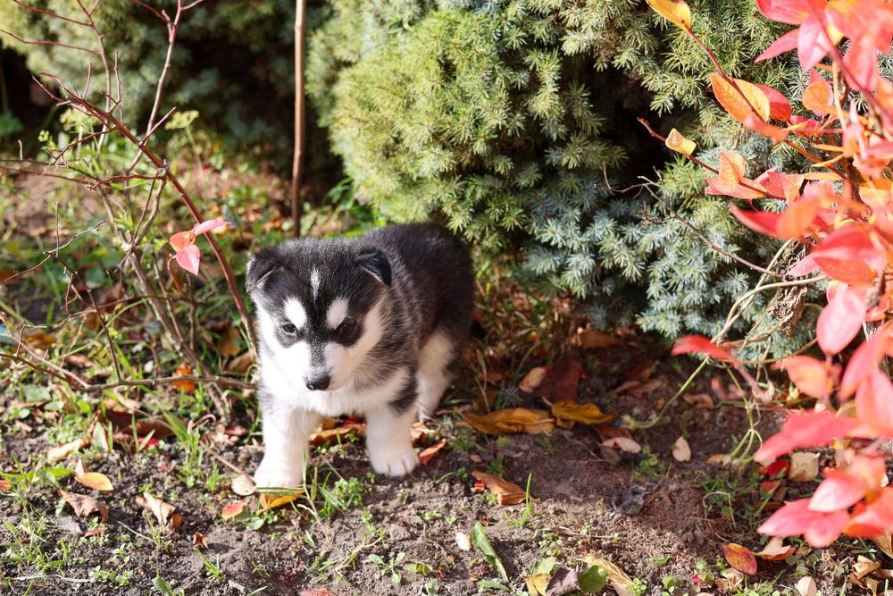 Piękny Szczeniaczek Siberian Husky z dokumentami i rodowodem