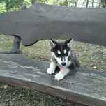 siberian husky szczeniak suczka