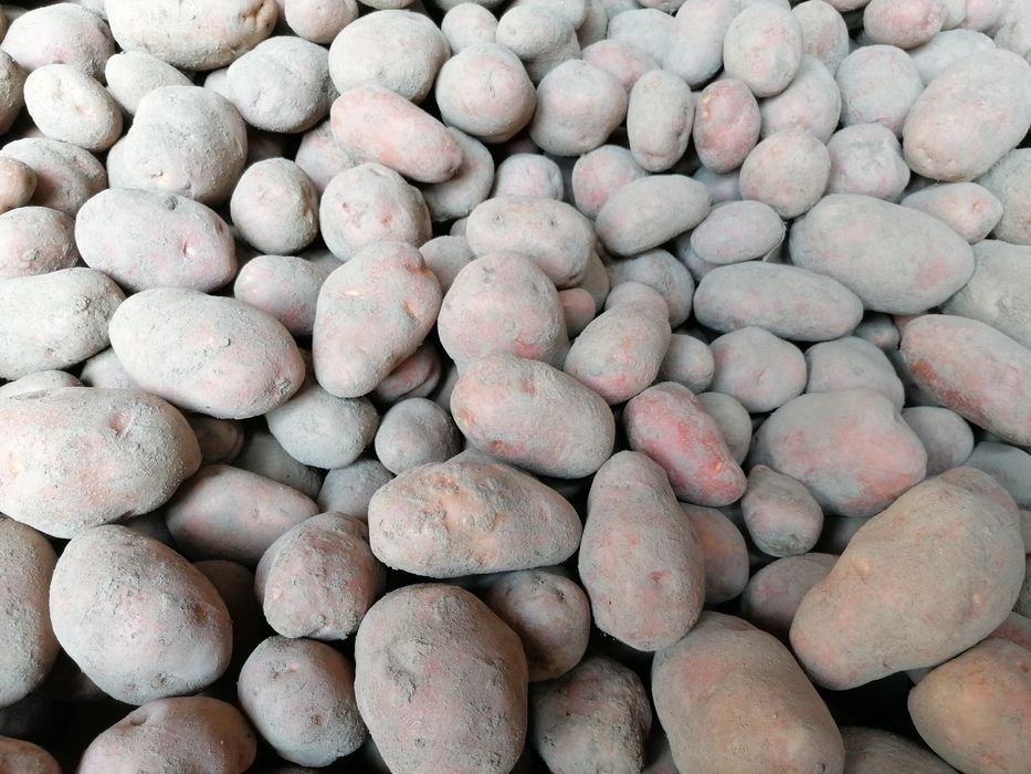 Kartofle ziemniaki Belarossa 2 zł za kg z dostawą pod dom