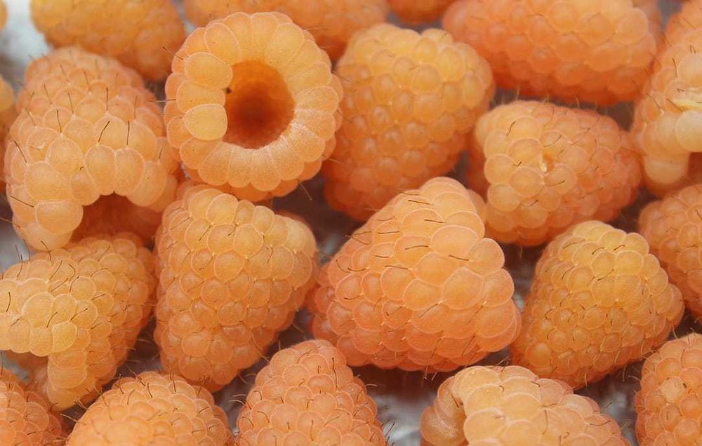 Sadzonki malina Żółta Sadzonki malina Biała 2 letnie 70cm CAC