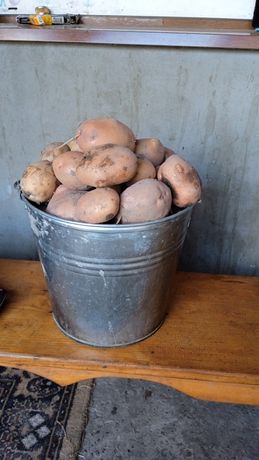 Продам картоплю Конект