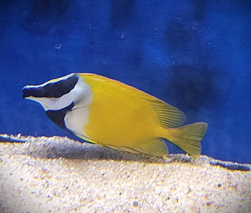 Siganus vulpinus Borsuk. Morskie