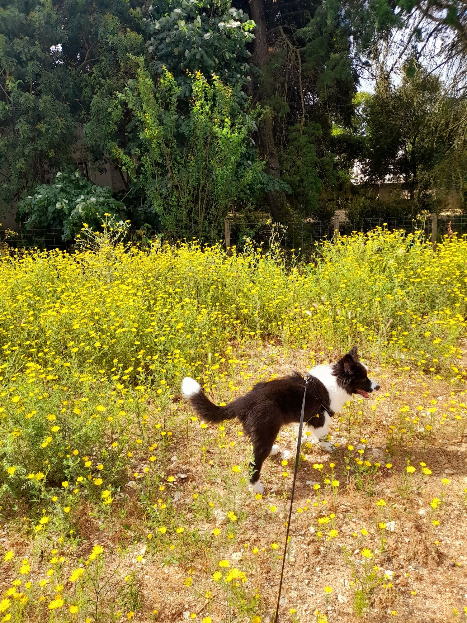 Petsitting de cães e gatos