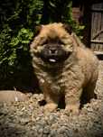 Rudy chłopczyk Piesek Chow Chow Rodowód Szczeniak Rudy Miś
