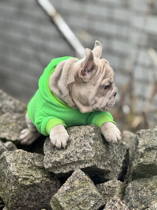 Французкий бульдог бигроп