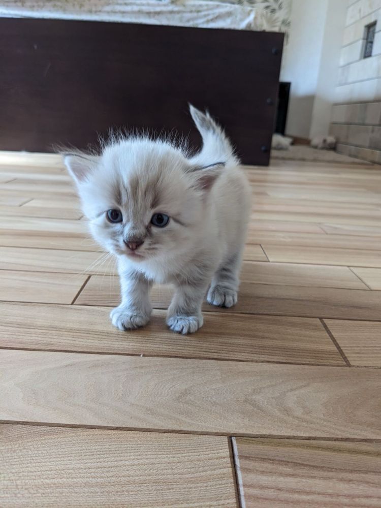 Котята Невская маскарадная