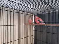 Viveiro triplo com aves