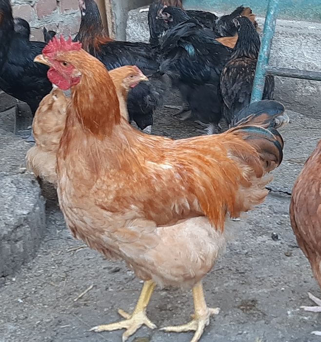 Петухи Ливенская ситцевая, Виандот, Фокси-чик.