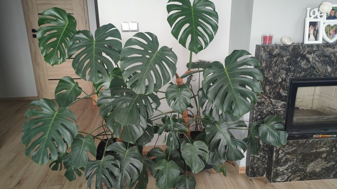 Monstera w donicy piękna 150 cm