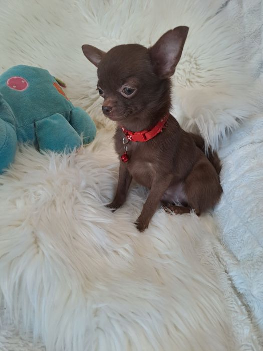 **X-MAN**chihuahua piesek xxs-1.40 choco gotowy do zmiany opiekuna