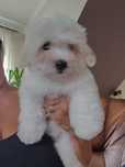 Coton de Tulear - żywy pluszak z wyjątkowym charakterem