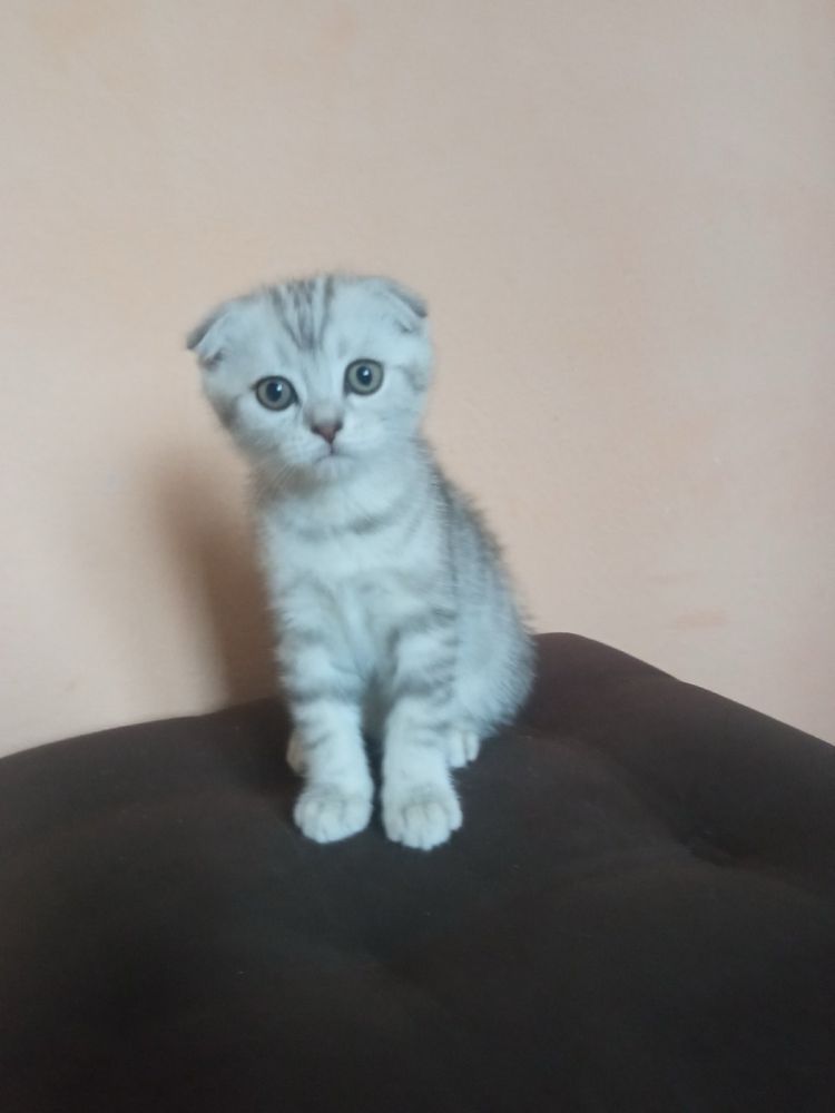 Висловухтй шотландець