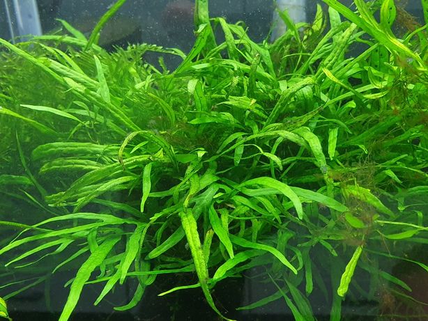 Microsorium, rośliny akwariowe.
