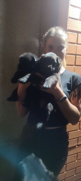 Продам цуценя німецької вівчарки