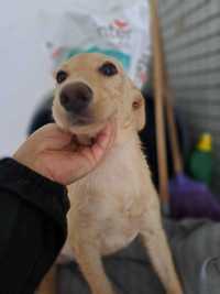 Nava- Cachorrinha para adoção responsável