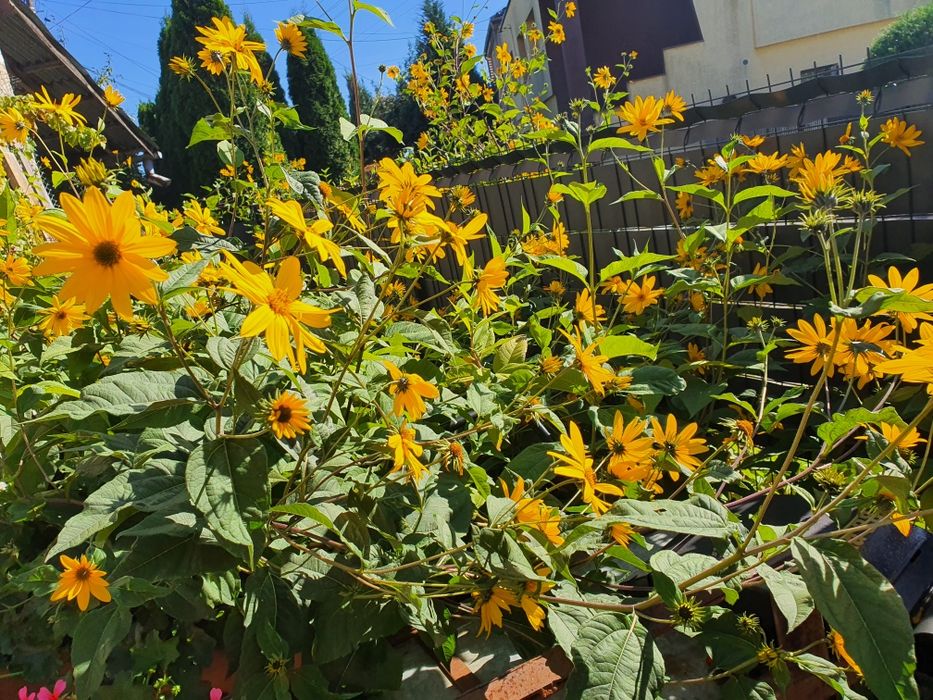 Topinambur (słonecznik bulwiasty) cięty  na liście ,kwiaty o łodygi