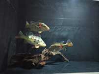 Cichla Ocellaris - Brocopondo