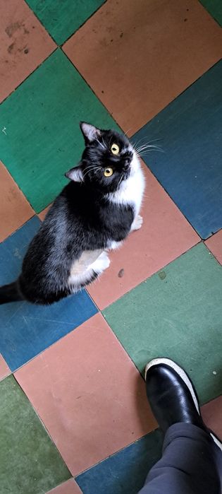 Безкоштовно стерилізована киця