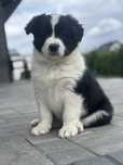 Border collie suczka ostatnia
