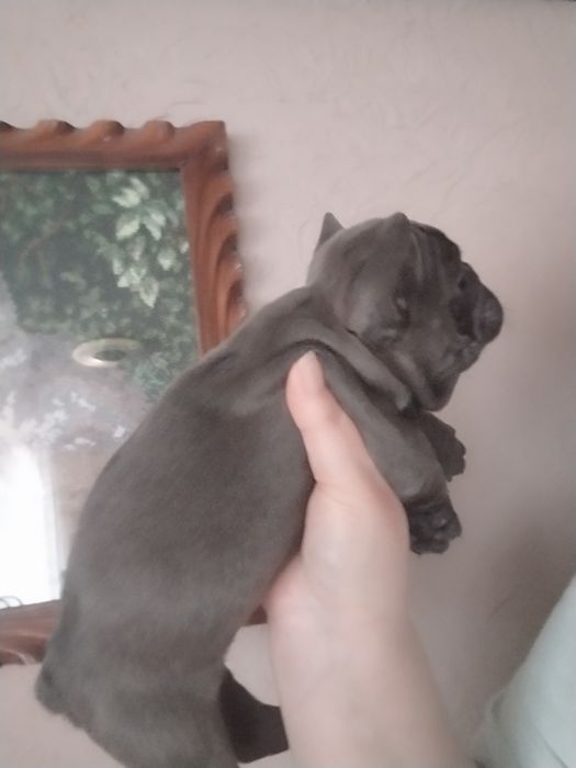 Діва французького бульдогу