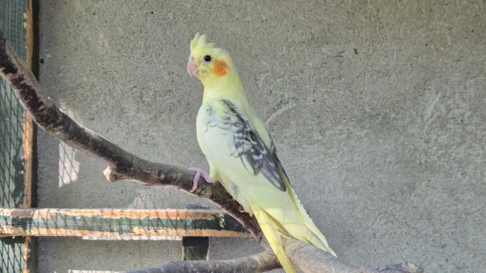 Sprzedam papugi nimfy