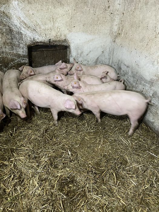 Prosięta 8sztuk ok35kg