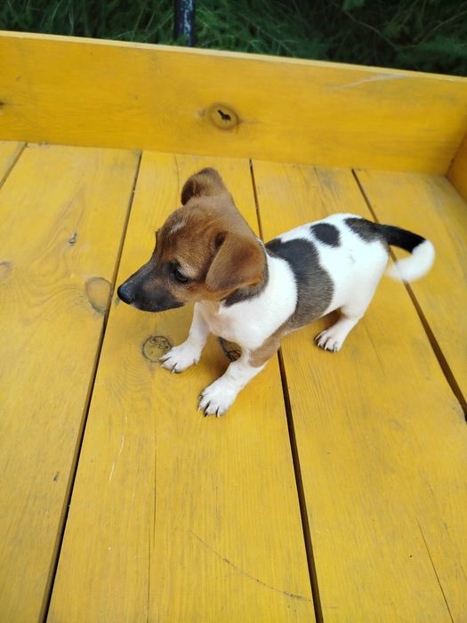 Jack Russell Terrier tel.-5.7.5.3.0.2.0.3.9.