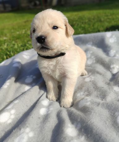 Golden Retriever.