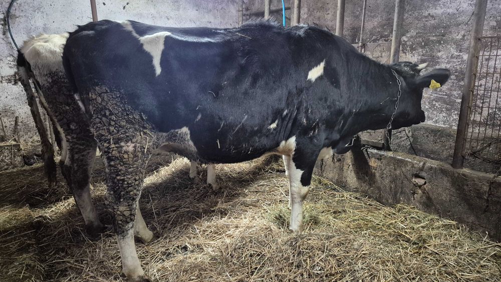 Jałowice wysokocielne  2 sztuki HF termin 4 i 16 styczeń 2026