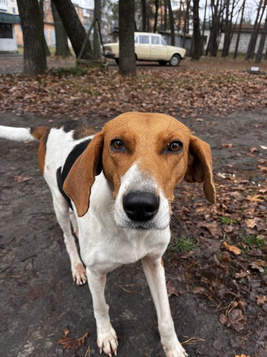 Віддам красуню у добрі руки