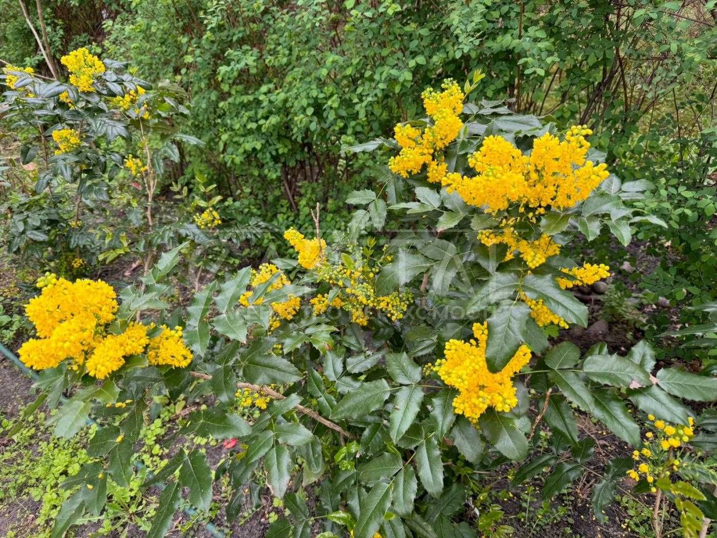 Оренда будинок.Хотянівка(Ольжичи),Вишгородський р-н.