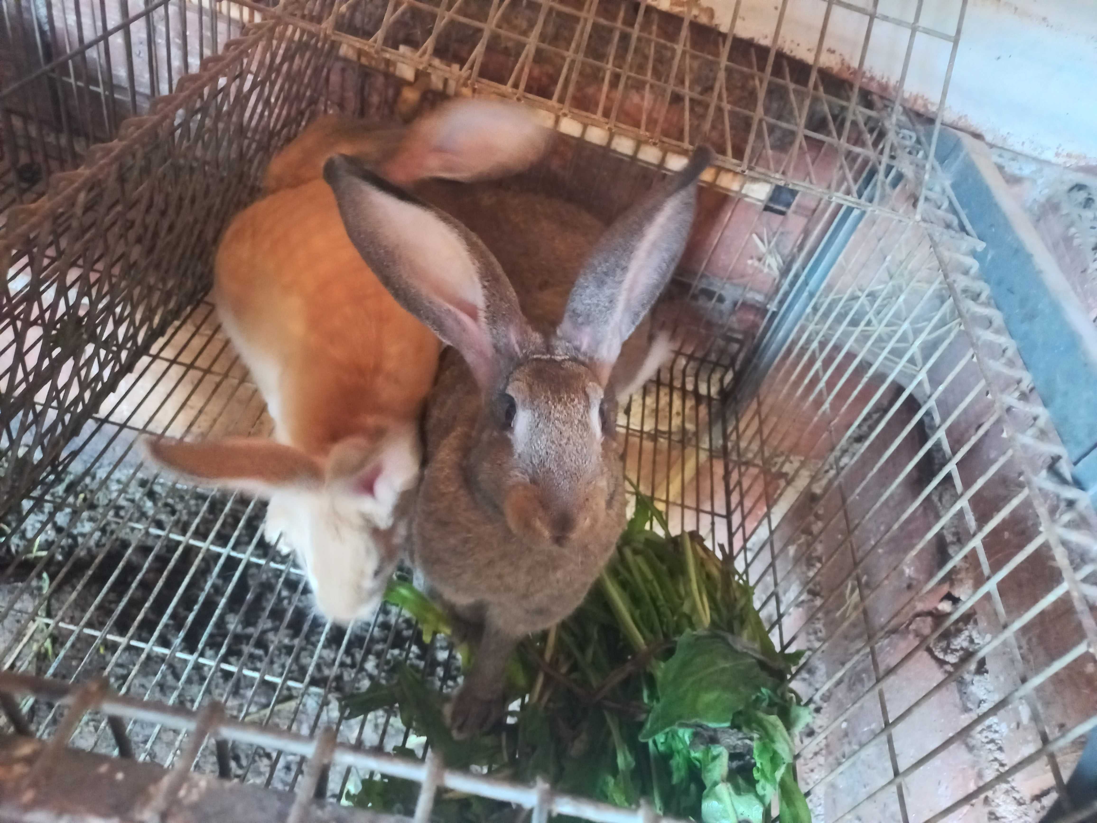 Coelhos para criar