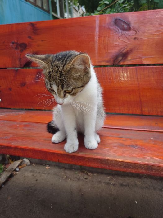 Котенок девочка бесплатно. Кошечка. Котята даром. Кошка.