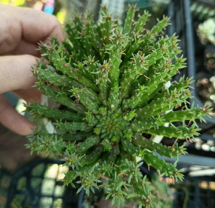 Suculentas em vaso 10 cm