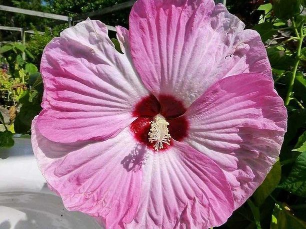 HIBISKUS Ketmia bagienny biało-różowy Luna Pink Swirl-sadz 100/120 cm