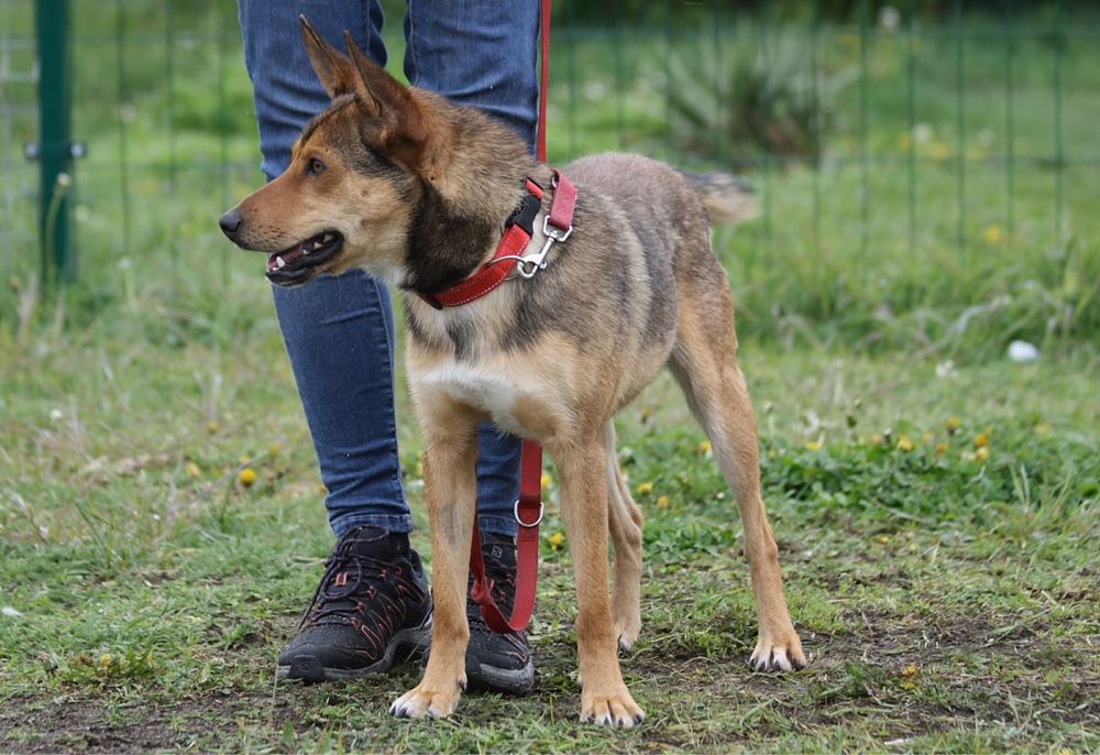 Kochany, młodziutki Basterek do poleca się do adopcji