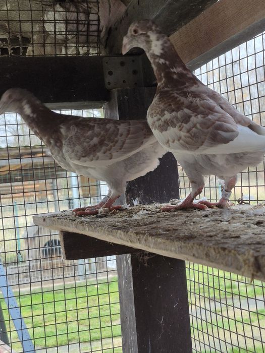 Gołebie Staropolskie