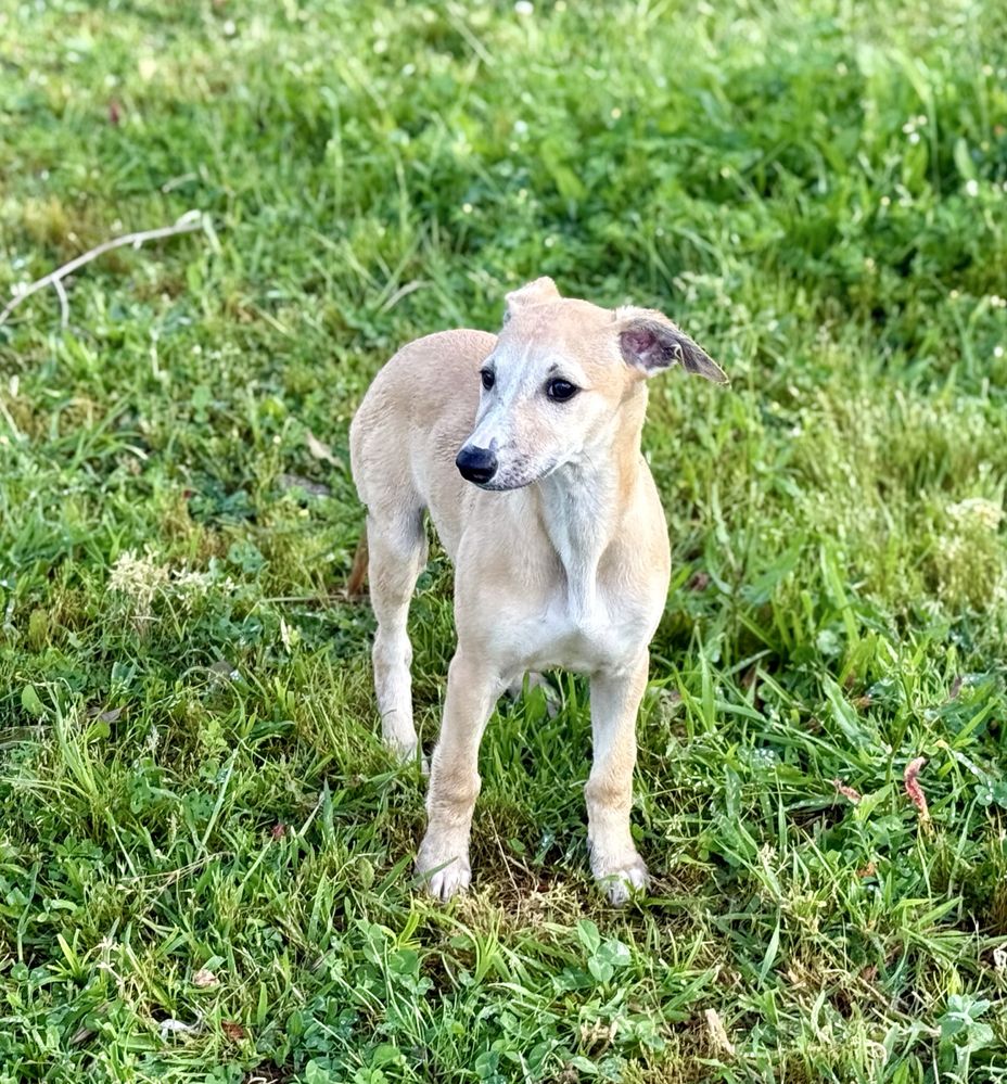 Whippet macho com lop