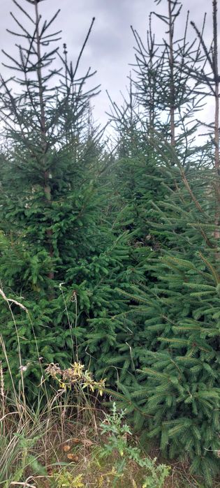 Świerk pospolity na choinki do nasadzeń